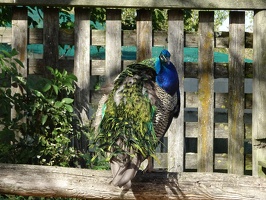 03052 posing peacock