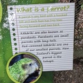 20210619_225815631_parrot_definition.jpg