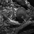 20210620_015413634_kiwi_beak_v1.jpg