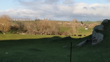 20210709 040242053 cows following the tractor