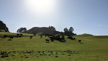 20210709 232624115 cows milling about v1