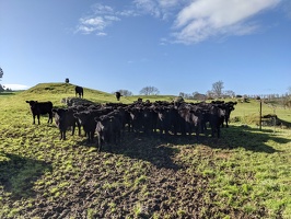 20210709 232933200 herd of cows v1