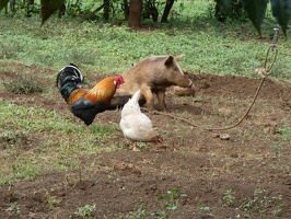 00153 chickens and tied up pig