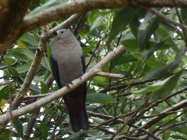 00212 pacific imperial pigeon v1