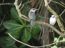 00318 two kingfishers