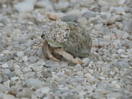 00515 hermit crab with sand