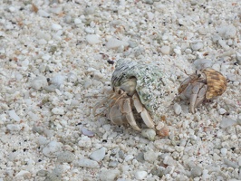 00535 two crabs