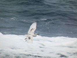 00558 flying white heron v1