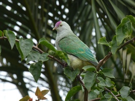 00837 fruit dove