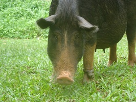 03493 pig closeup