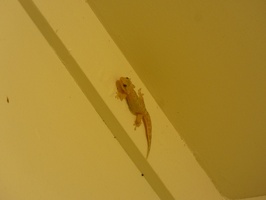 00128 house gecko like wall coloured