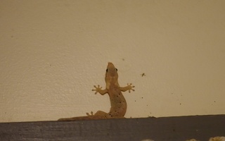 05202 gecko near bug v1