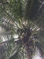 20210803 010314009 coconut and hiding bird