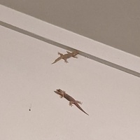 20210803 085512230 two geckos