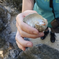05316 hermit crab got big shell v1