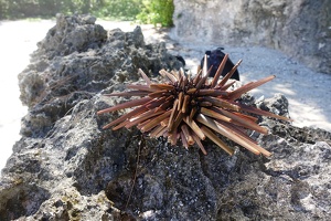 05363 sea urchin