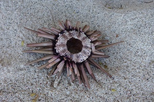 05372 sea urchin