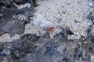 05416 another hermit crab