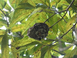 10347 wasp hive