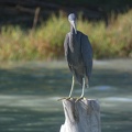 10427_reef_heron_perching.JPG