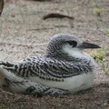 10702_juvenile_tropicbird.JPG