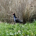 06248_pukeko_v1.JPG