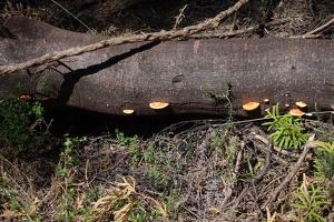 06456 mushrooms