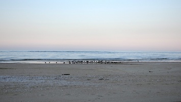 06496 birds on the beach v1