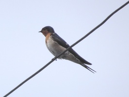03688 welcome swallow v1