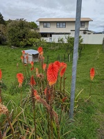 20211003 012520573 red hot poker