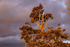 02513 tree at sunset