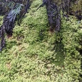 20210919_022951728_green_and_black.jpg