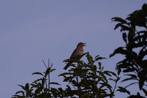 02725 w european song thrush v1