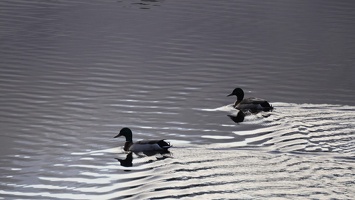 02732 two mallards v1