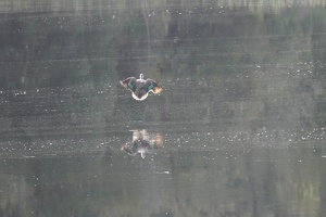 02903 paradise shelduck takeoff v1