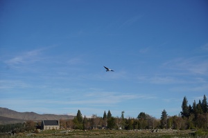 04356 black backed gull in flight