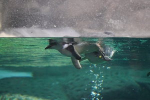 04479 swimming penguin