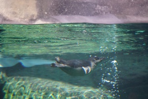 04498 underwater penguin