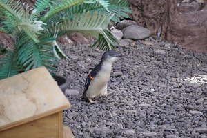 04611 skinny penguin