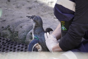 04625 petting a penguin