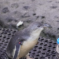 04630 penguin closeup v1