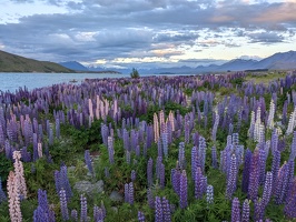 20211123 073446651 field of lupins