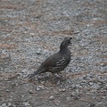 07617_quail_v1.JPG