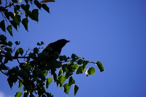 07734 blackbird v1