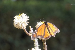 09828 monarch v1
