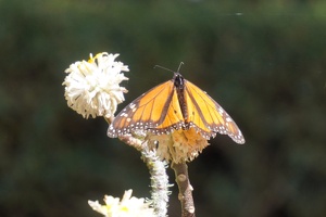 Monarchs, Botanic Garden, August 27