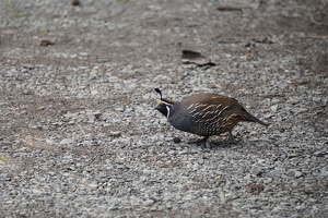 09940 california quail
