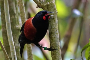 00729 saddleback v1-topaz-denoise-sharpen-lighting-color