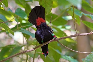 00782 upside down saddleback v1-topaz-denoise-lighting-sharpen-color