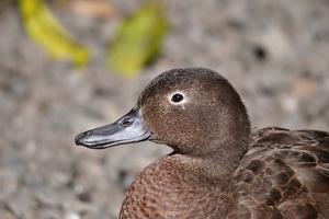 00818 brown teal headshot